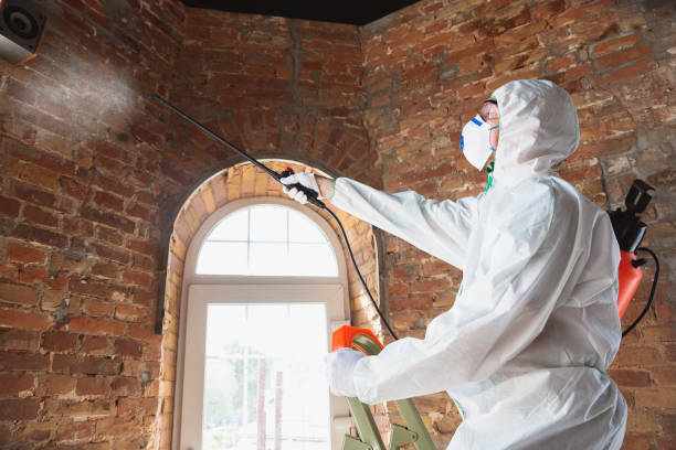 Best Basement Mold Removal  in Westwood, NJ